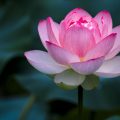 Lotus Flower